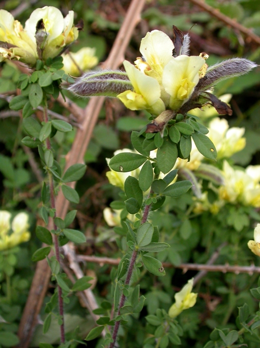 Arbusto da determinare